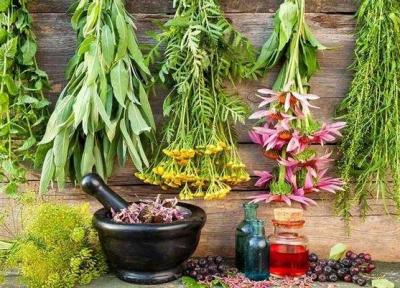 ضرورت قطب بندی استان ها در زمینه گیاهان دارویی