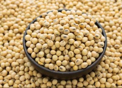سویای تراریخته مقاوم به شوری و خشکی فراوری می گردد