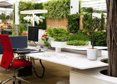 وجود گیاه آپارتمانی در محل کار موجب کاهش استرس می گردد
