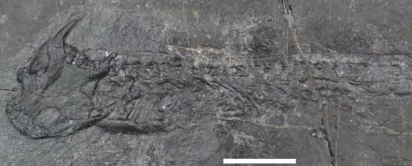 خاتمه توضیحی برای استخوان های پخته شده عجیب 300 میلیون سال پیش پیدا شد!