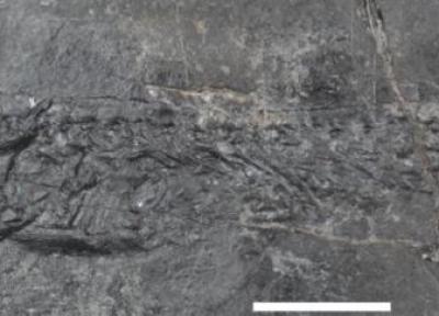 خاتمه توضیحی برای استخوان های پخته شده عجیب 300 میلیون سال پیش پیدا شد!