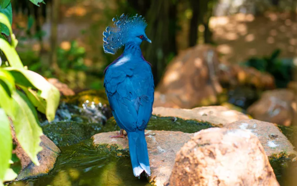 15 پرنده با مدل مو هایی زیباتر از انسان