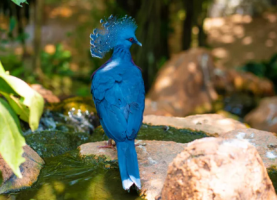 15 پرنده با مدل مو هایی زیباتر از انسان